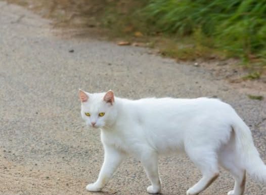 Šta znači kad vam bela mačka pređe put: Veruje se da ima skrivenu poruku