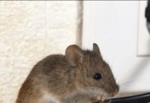 DOMAĆI TRIK DA SE RIJEŠITE MIŠEVA U STANU ILI PODRUMU