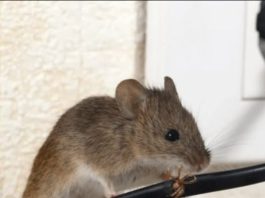 DOMAĆI TRIK DA SE RIJEŠITE MIŠEVA U STANU ILI PODRUMU