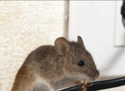 DOMAĆI TRIK DA SE RIJEŠITE MIŠEVA U STANU ILI PODRUMU