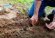 Koje biljke treba saditi u novembru za bogat rod na proljeće? Baštovani se kunu u ove 3 biljke!