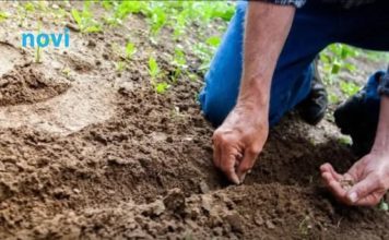 Koje biljke treba saditi u novembru za bogat rod na proljeće? Baštovani se kunu u ove 3 biljke!