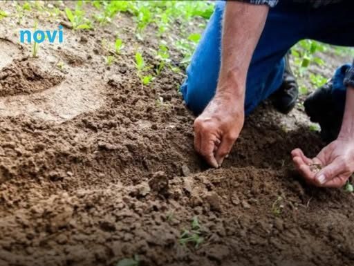 Koje biljke treba saditi u novembru za bogat rod na proljeće? Baštovani se kunu u ove 3 biljke!