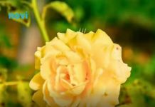 Ruže će ostati zdrave i bez bolesti tokom cijele zime ako sada odvojiš samo 10 minuta za ovaj posao