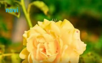 Ruže će ostati zdrave i bez bolesti tokom cijele zime ako sada odvojiš samo 10 minuta za ovaj posao