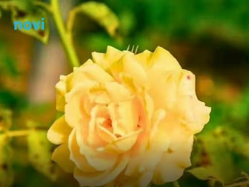 Ruže će ostati zdrave i bez bolesti tokom cijele zime ako sada odvojiš samo 10 minuta za ovaj posao