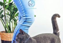 Malo ko zna: evo šta vam pokušava reći mačka kada se trlja uz vaše noge