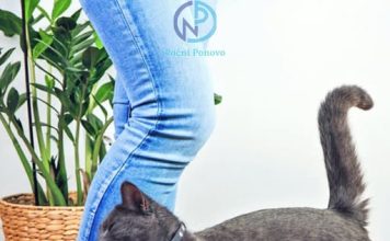 Malo ko zna: evo šta vam pokušava reći mačka kada se trlja uz vaše noge