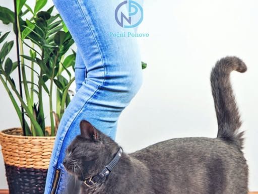 Malo ko zna: evo šta vam pokušava reći mačka kada se trlja uz vaše noge