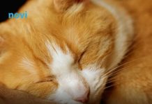 Šta vam vaša mačka zaista želi poručiti kad vam legne na prsa?