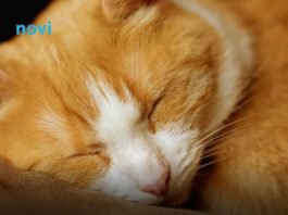 Šta vam vaša mačka zaista želi poručiti kad vam legne na prsa?