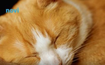 Šta vam vaša mačka zaista želi poručiti kad vam legne na prsa?