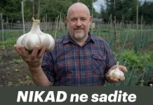 NIKAD ne sadite češnjak u jesen ako OVO niste znali! Bit će ogroman…