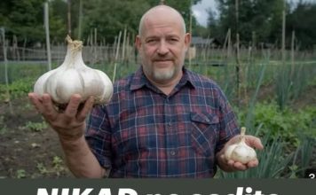 NIKAD ne sadite češnjak u jesen ako OVO niste znali! Bit će ogroman…