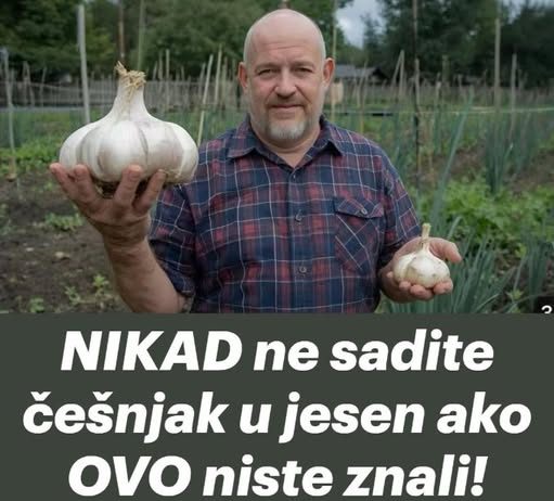 NIKAD ne sadite češnjak u jesen ako OVO niste znali! Bit će ogroman…