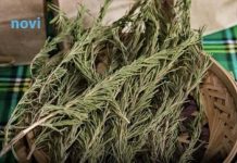 Sve više ljudi pali grančice ruzmarina u domu: Evo zašto