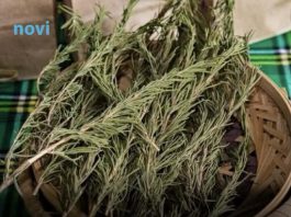 Sve više ljudi pali grančice ruzmarina u domu: Evo zašto