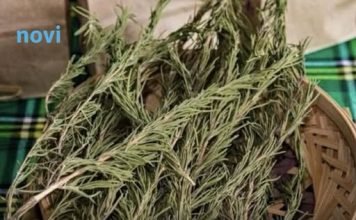 Sve više ljudi pali grančice ruzmarina u domu: Evo zašto