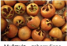 Mušmula – zaboravljeno čudo prirode koje jača krv, imunitet i pamćenje!