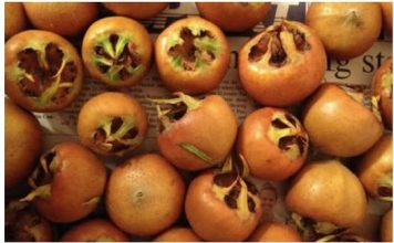 Mušmula – zaboravljeno čudo prirode koje jača krv, imunitet i pamćenje!