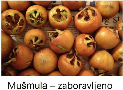 Mušmula – zaboravljeno čudo prirode koje jača krv, imunitet i pamćenje!