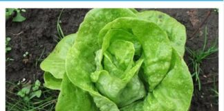 ŠTA SE DEŠAVA U ORGANIZMU AKO ČESTO JEDETE ZELENU SALATU: Poslije OVOG ćete dobro razmisliti