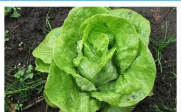 ŠTA SE DEŠAVA U ORGANIZMU AKO ČESTO JEDETE ZELENU SALATU: Poslije OVOG ćete dobro razmisliti