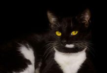 EVO ZAŠTO VAM MAČKA DONOSI PLIJEN PRED VRATA: ČESTO ga baci vlasniku pred NOGE – TO ima SAMO TRI značenja