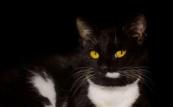 EVO ZAŠTO VAM MAČKA DONOSI PLIJEN PRED VRATA: ČESTO ga baci vlasniku pred NOGE – TO ima SAMO TRI značenja