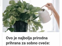 Ovo Je Najbolja Prirodna Prihrana Za Sobno Cveće: Bujaće Kao Ludo, A Da Niste Potrošili Ni Dinara