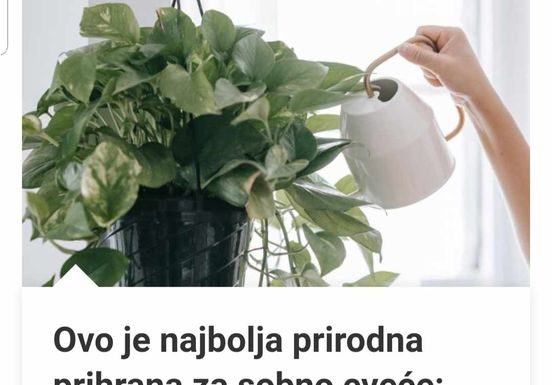 Ovo Je Najbolja Prirodna Prihrana Za Sobno Cveće: Bujaće Kao Ludo, A Da Niste Potrošili Ni Dinara