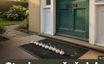 Stavio sam češnjak ispred ulaza i ovo se dogodilo preko noći!