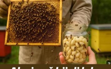 Ako imaš bijeli luk – uradi OVO i PČELE će ti biti potpuno zdrave tokom cijele sezone!