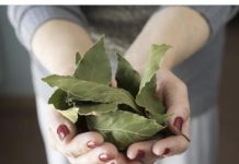 Moja baka uvijek stavlja lovorov list u so. Kada sam saznala zašto je to radila, bila sam iznenađena, jer nikad nisam vidjela ništa slično