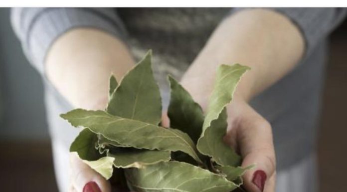 Moja baka uvijek stavlja lovorov list u so. Kada sam saznala zašto je to radila, bila sam iznenađena, jer nikad nisam vidjela ništa slično