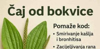 Bokvica – Moćna ljekovita biljka koju možete pronaći svuda
