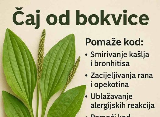 Bokvica – Moćna ljekovita biljka koju možete pronaći svuda