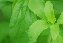 JEDNOSTAVNO OSTAVITE PUŠENJE?! Samo stavite ovu biljku ispod JEZIKA da uništite sve ŽUDNJE!