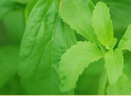 JEDNOSTAVNO OSTAVITE PUŠENJE?! Samo stavite ovu biljku ispod JEZIKA da uništite sve ŽUDNJE!