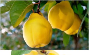 RADIKALNO ČISTI PLUĆA i umiruje kašalj, sadrži DUPLO više vitamina C od limuna: Ovo je najzdravija VOĆKA na svijetu !