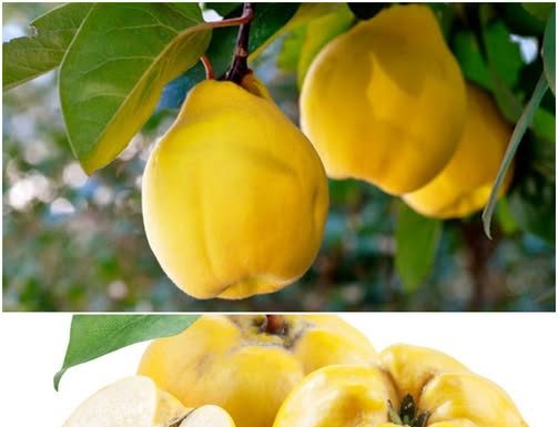 RADIKALNO ČISTI PLUĆA i umiruje kašalj, sadrži DUPLO više vitamina C od limuna: Ovo je najzdravija VOĆKA na svijetu !