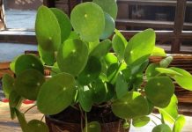 OVO CVEĆE USPEVA SAMO KOD DOBRE OSOBE: A prema starom VEROVANJU u kući u kojoj buja DONOSI NOVAC I BLAGOSTANJE