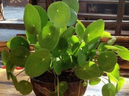 OVO CVEĆE USPEVA SAMO KOD DOBRE OSOBE: A prema starom VEROVANJU u kući u kojoj buja DONOSI NOVAC I BLAGOSTANJE