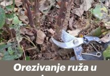 Orezivanje ruža u jesen: Dvije jednostavne metode koje svi mogu razumjeti