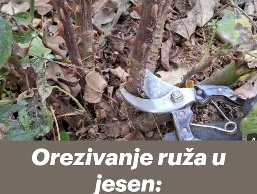 Orezivanje ruža u jesen: Dvije jednostavne metode koje svi mogu razumjeti