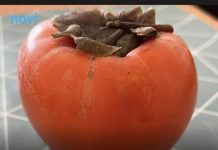 5 stvari koje trebate znati o japanskim jabukama