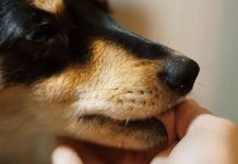 Šta znači ako vam pas liže ruku: Mnogi misle da tako iskazuje ljubav, ali to je velika greška , evo šta time poručuje