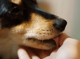 Šta znači ako vam pas liže ruku: Mnogi misle da tako iskazuje ljubav, ali to je velika greška , evo šta time poručuje