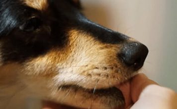 Šta znači ako vam pas liže ruku: Mnogi misle da tako iskazuje ljubav, ali to je velika greška , evo šta time poručuje