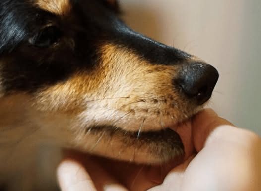 Šta znači ako vam pas liže ruku: Mnogi misle da tako iskazuje ljubav, ali to je velika greška , evo šta time poručuje